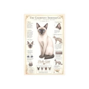 Chartreux Cat Breed Poster Illustrated guide of the Colorpoint Shorthair cat breed.