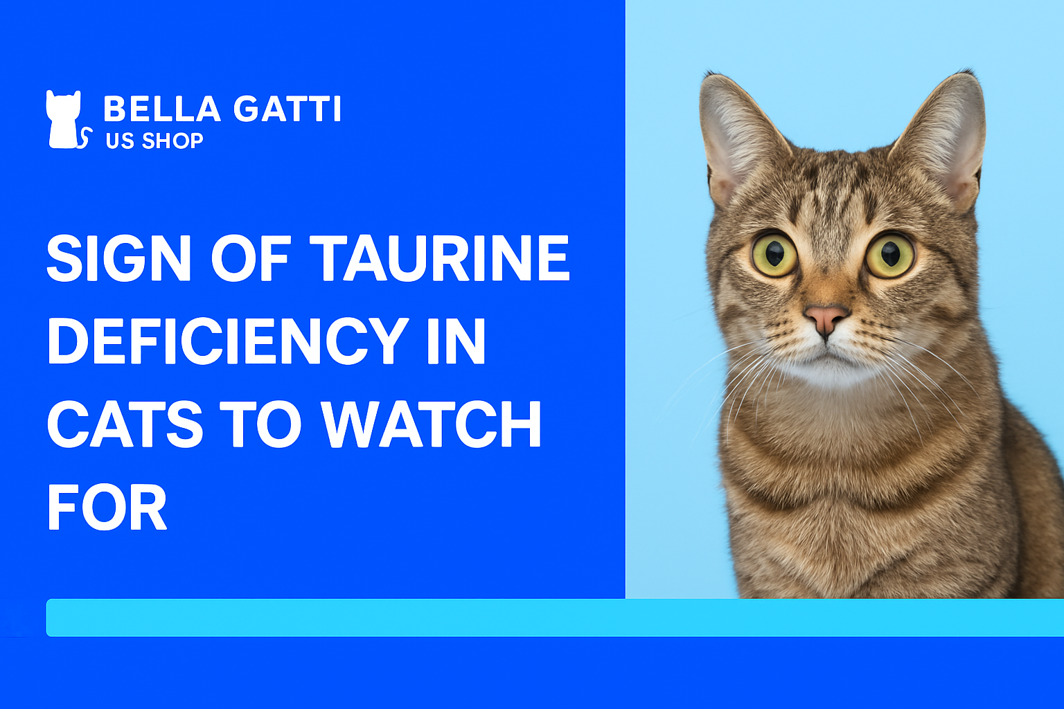 Cat eating kibble from bowl, taurine-rich diet concept