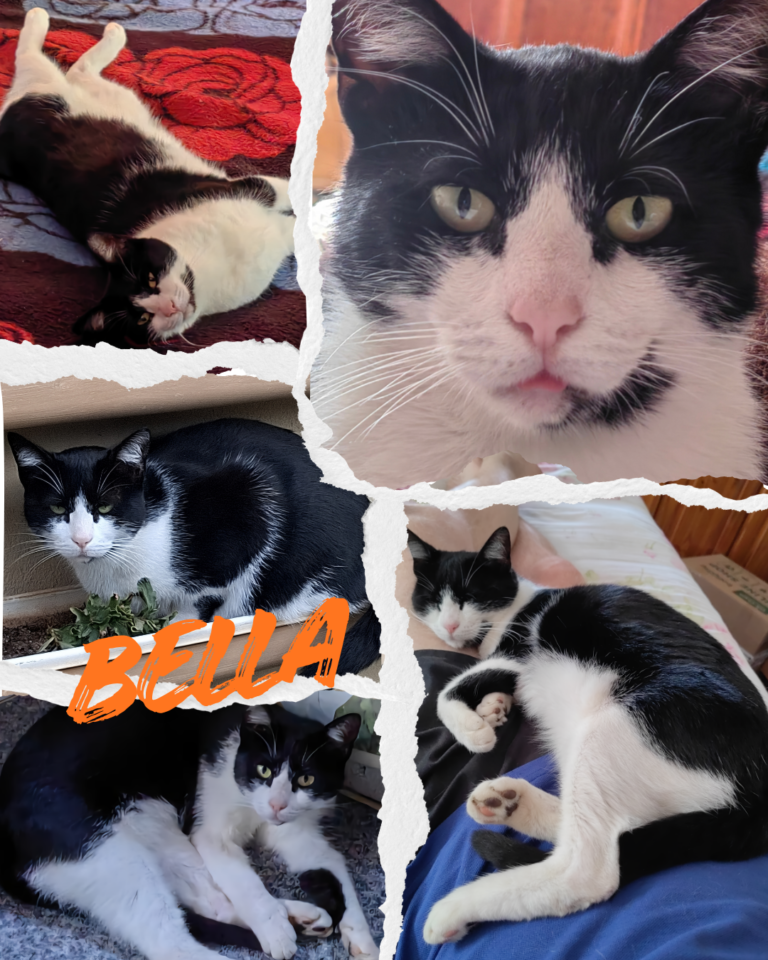 Collage of a black and white cat named Bella in various relaxed poses.