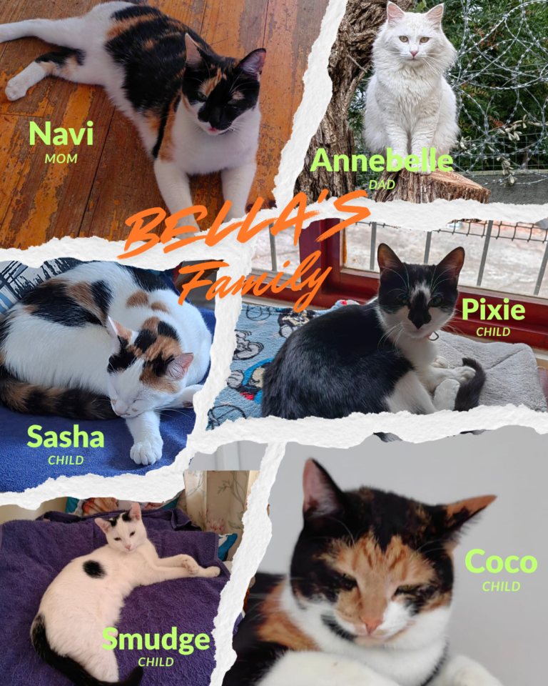Collage of six cats from 'Bella's Family' with diverse fur patterns, including calico, white, and black and white.