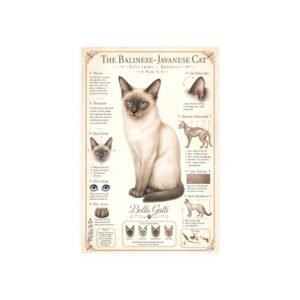 Balinese Javanese Cat Breed Poster Illustration of a Balinese-Javanese cat with detailed features.
