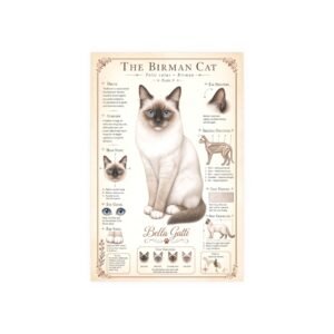 Bengal Cat Breed Poster Illustration of a Birman cat with detailed breed information.