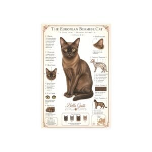 Donskoy Cat Breed Poster Illustration of a European Burmese cat with detailed features.