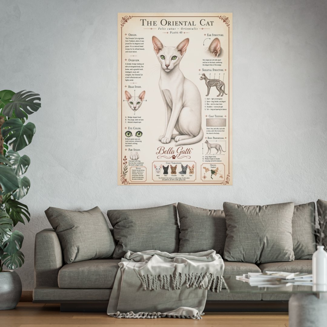 11914863031742839343_2048.jpeg Poster of an Oriental cat with detailed information, hanging above a gray sofa.